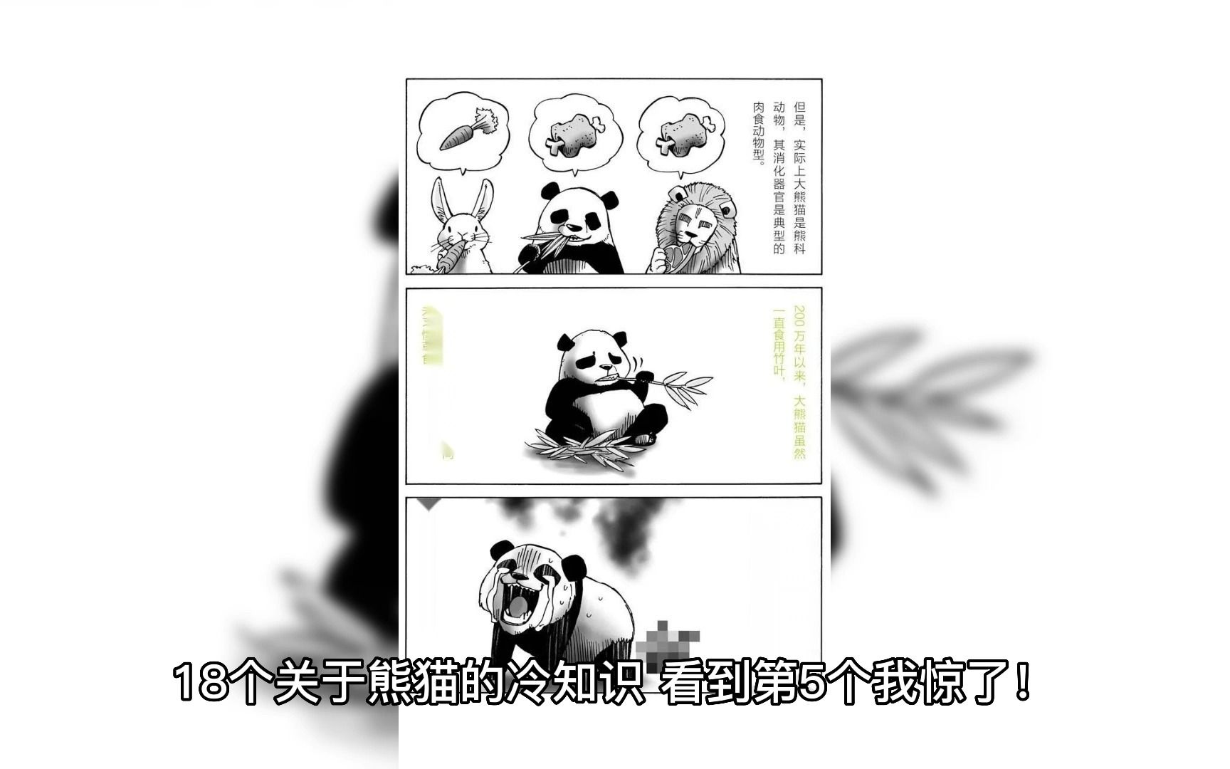 18个关于熊猫的冷知识,看到第5个我惊了!(三)哔哩哔哩bilibili