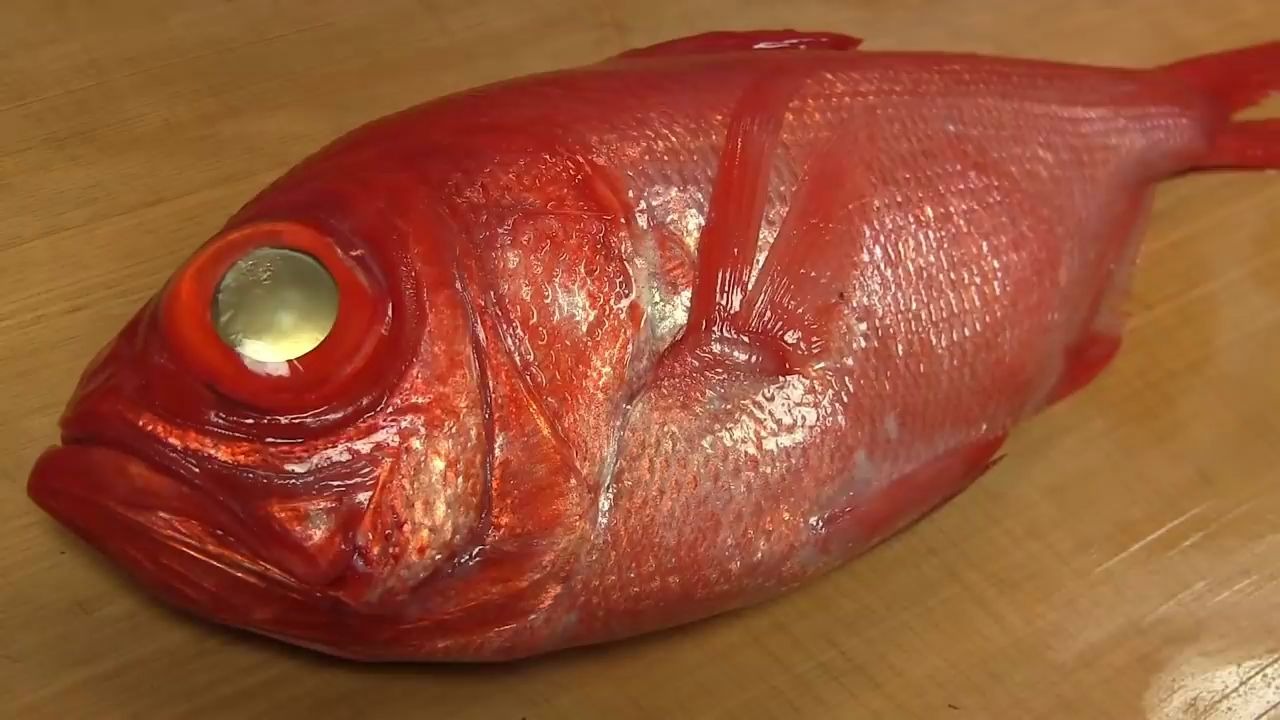 [图]金目鯛のさばき方 昆布浅締めの握りと刺身 ～How to fillet a Golden eye snapper and make sushi ～