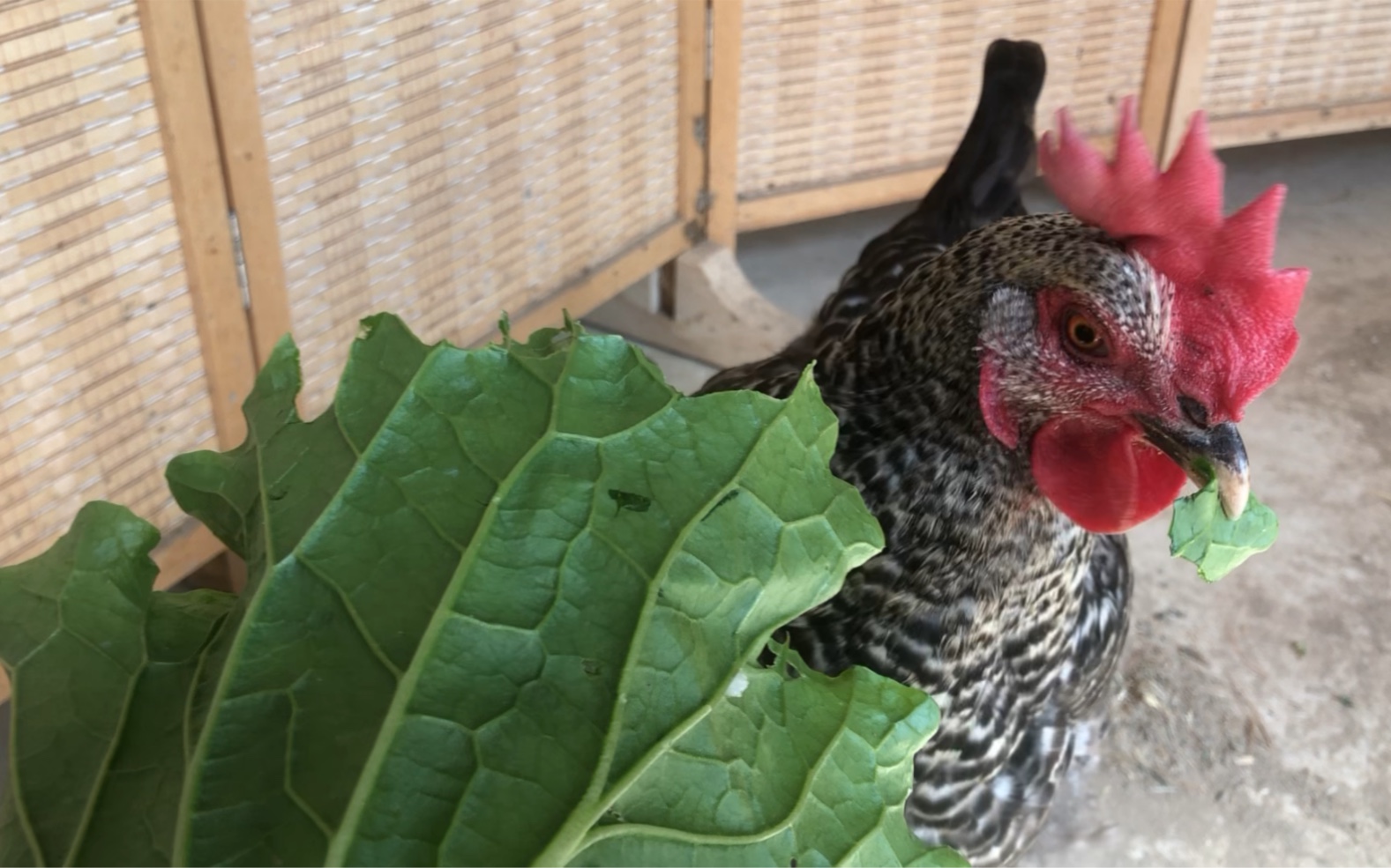 鸡宝宝:主人吃菜帮,给我们吃菜叶