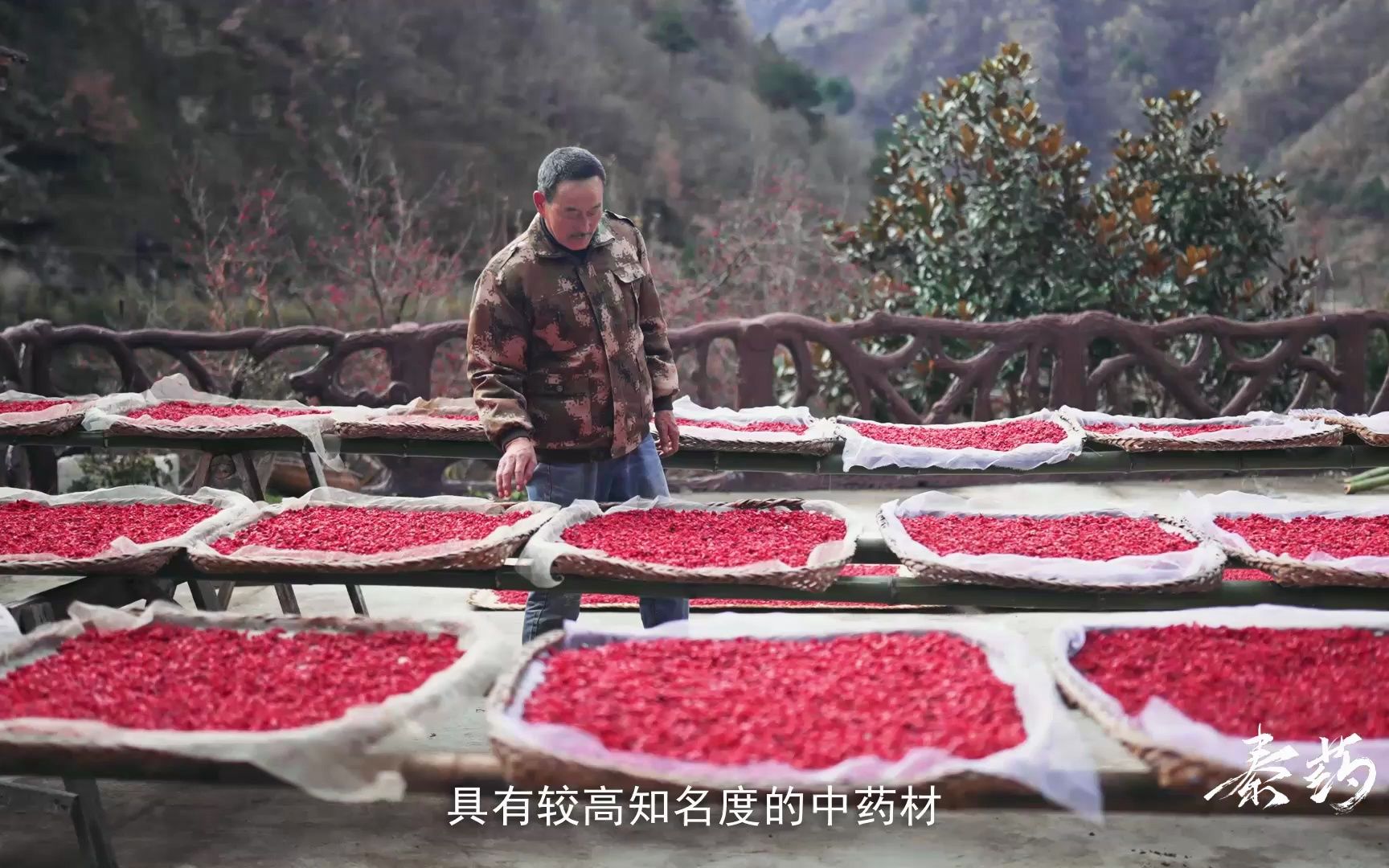 [图]秦药介绍总序