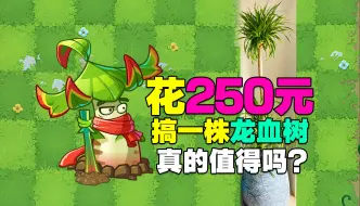 Download Video: 庄先森解说：花250元氪一株“10阶龙血树”！真的值得吗？