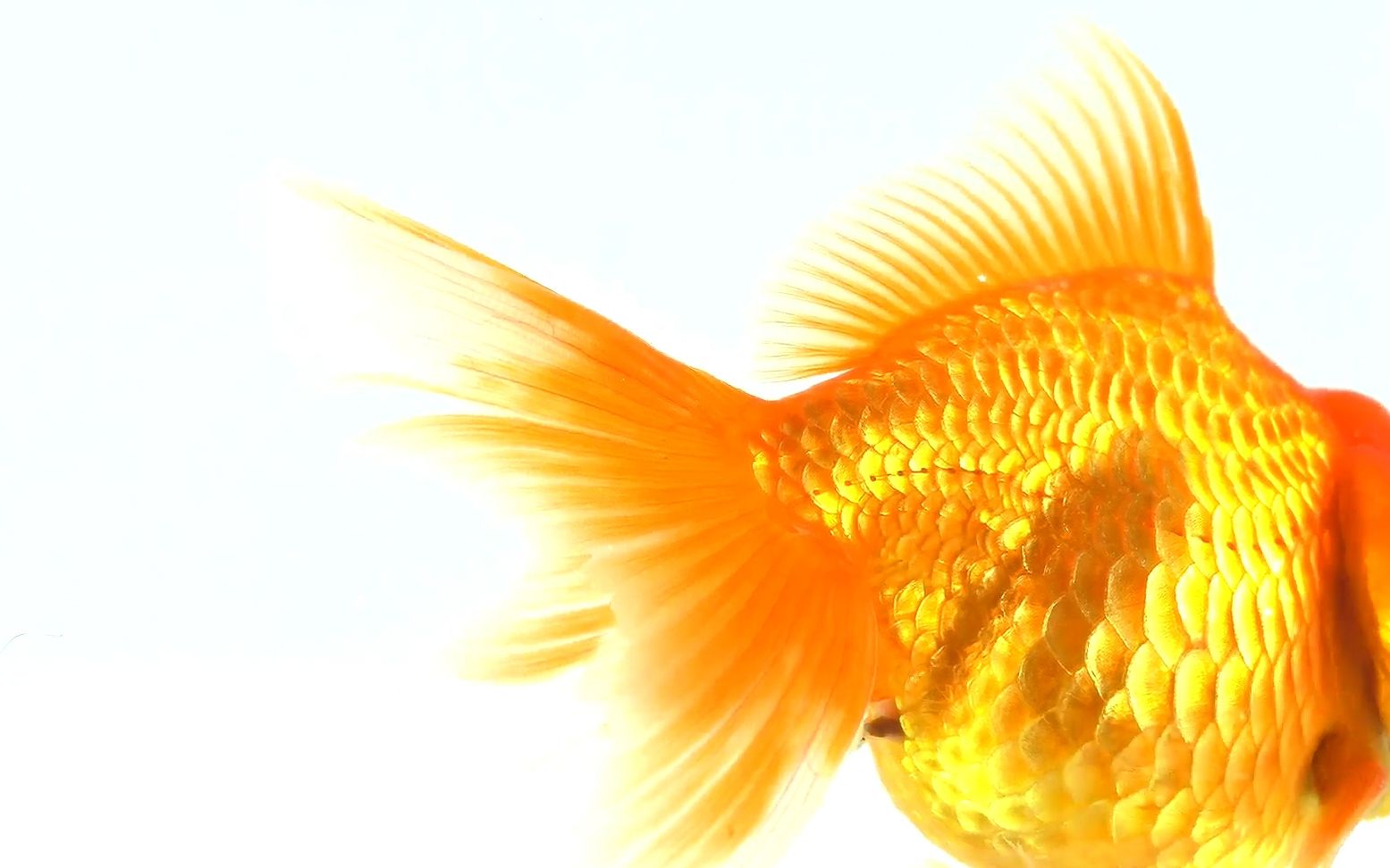 c850 4k高清画质实拍唯美漂亮大金色鲤鱼金鱼小鱼儿游动春节喜庆丰收