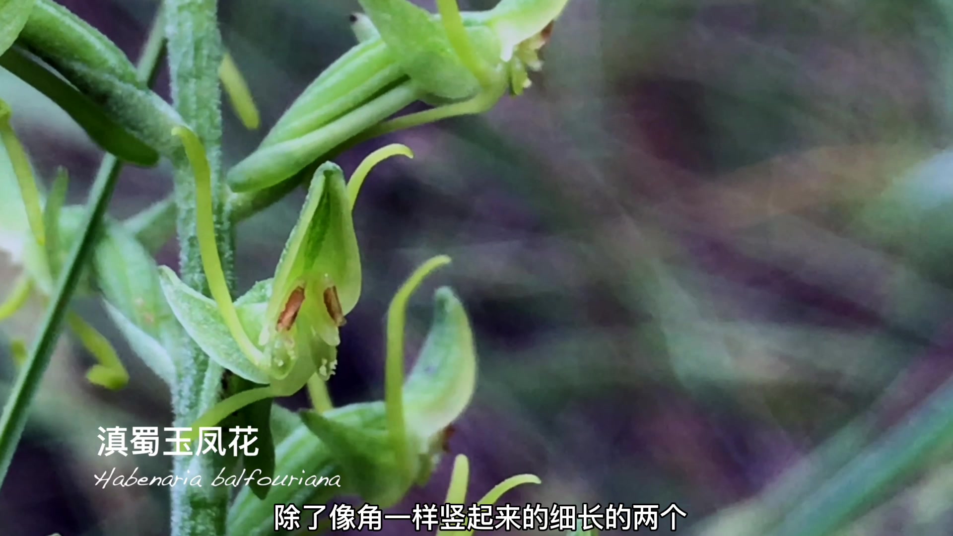 寻找高山植物——滇蜀玉凤花哔哩哔哩bilibili