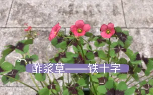 Télécharger la video: 【种植记】3——酢浆草（铁十字）