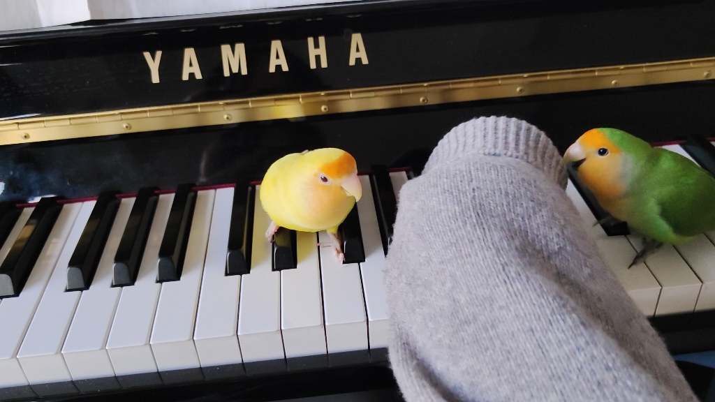 练钢琴,但是两只小鸟太讨厌了