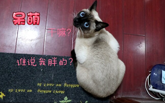 [图]暹罗猫长不胖？进来看看快10斤的暹罗猪长啥样！！！