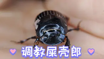屎壳郎也有这么可爱的一面《蜣螂》
