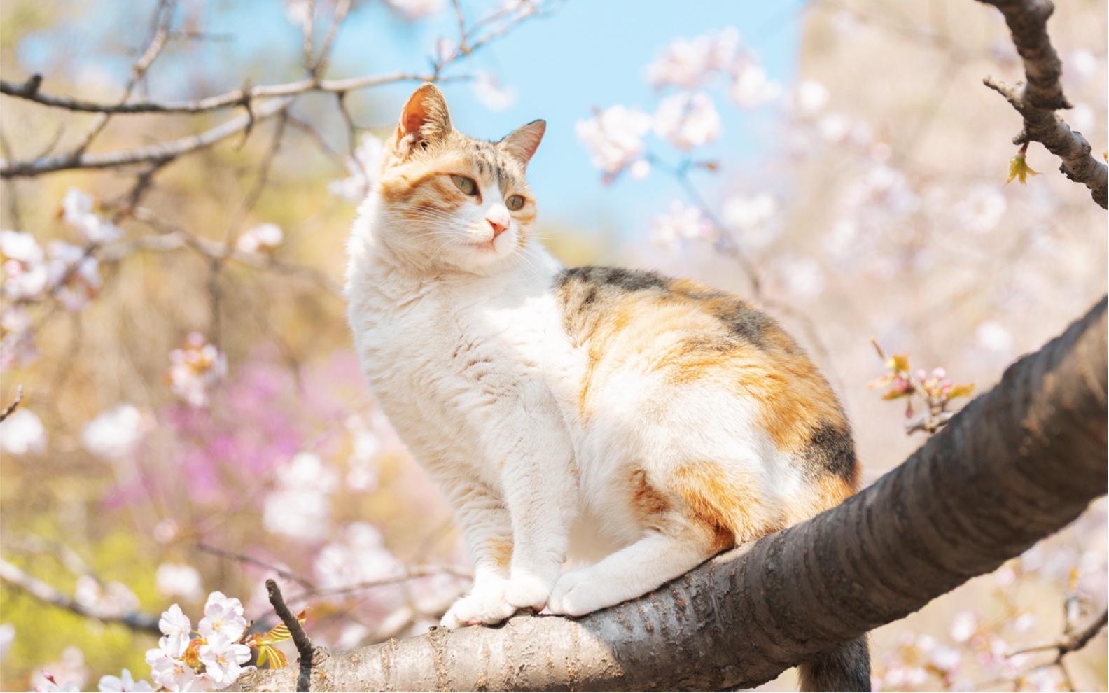 此山有猫匿|三花与山花的梦境:徜徉花海的逍遥仙猫,像是绽放在大山