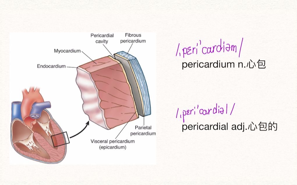 【医学英语+解剖】每天3分钟心包的结构哔哩哔哩bilibili