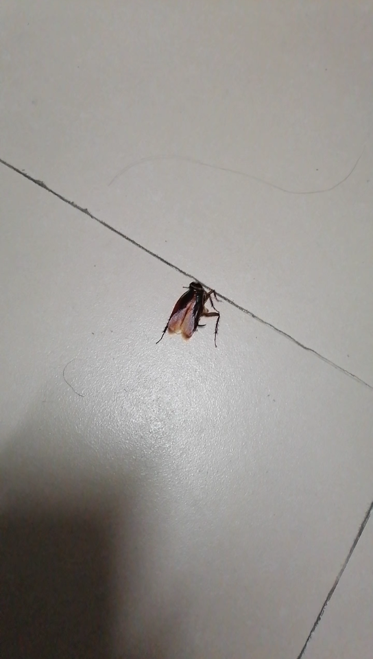 活动  南方的蟑螂真的有翅膀……凌晨爬起来打蟑螂