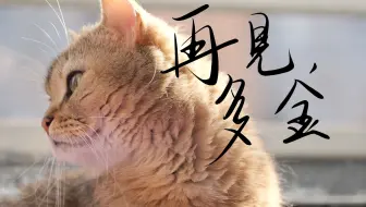 人生第一次告别小猫，再见了多金