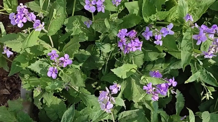 二月兰又叫诸葛菜,开花很美还是野菜,适合在家养哔哩哔哩bilibili