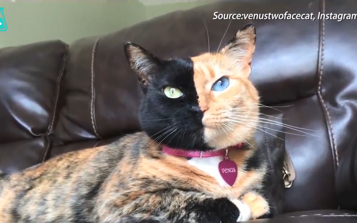 两只天生鸳鸯脸的小猫咪,同款配色,互为半身