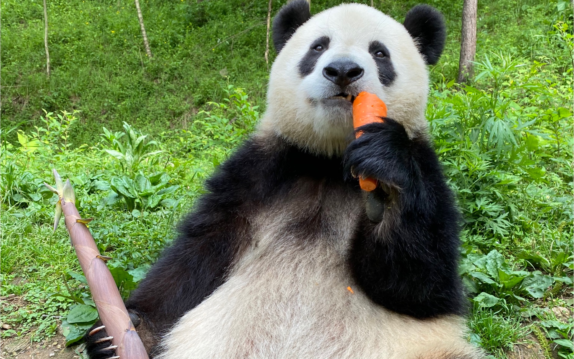 窗外突然来了一只熊猫