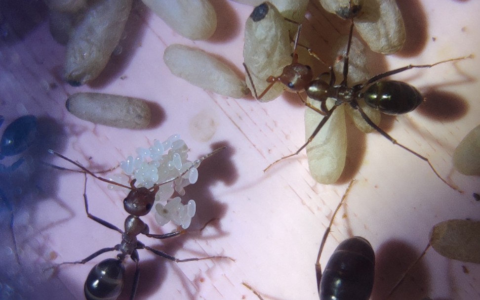 红头箭的蛆宝宝们