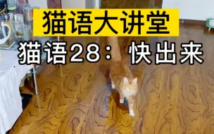 Download Video: 赶紧大声播放猫语“快出来”，看看你家猫有什么反应？