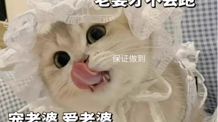 恋爱必备猫猫表情包哔哩哔哩bilibili