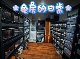 Descargar video: 龟房的换水日常和diy龟箱介绍