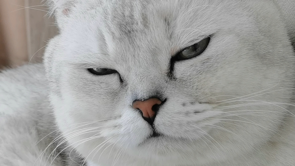 一只努力打起精神的小猫咪