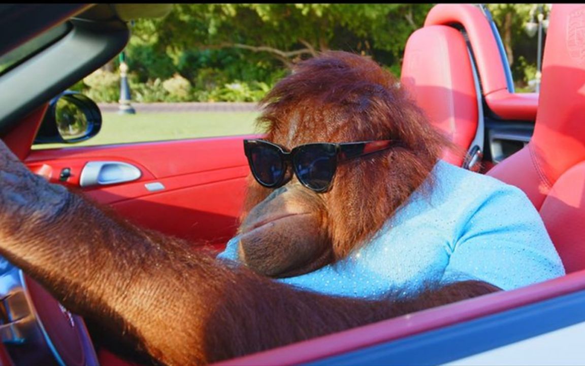 红毛猩猩开车上班,还拥有多辆豪车,开车技术比我都好啊