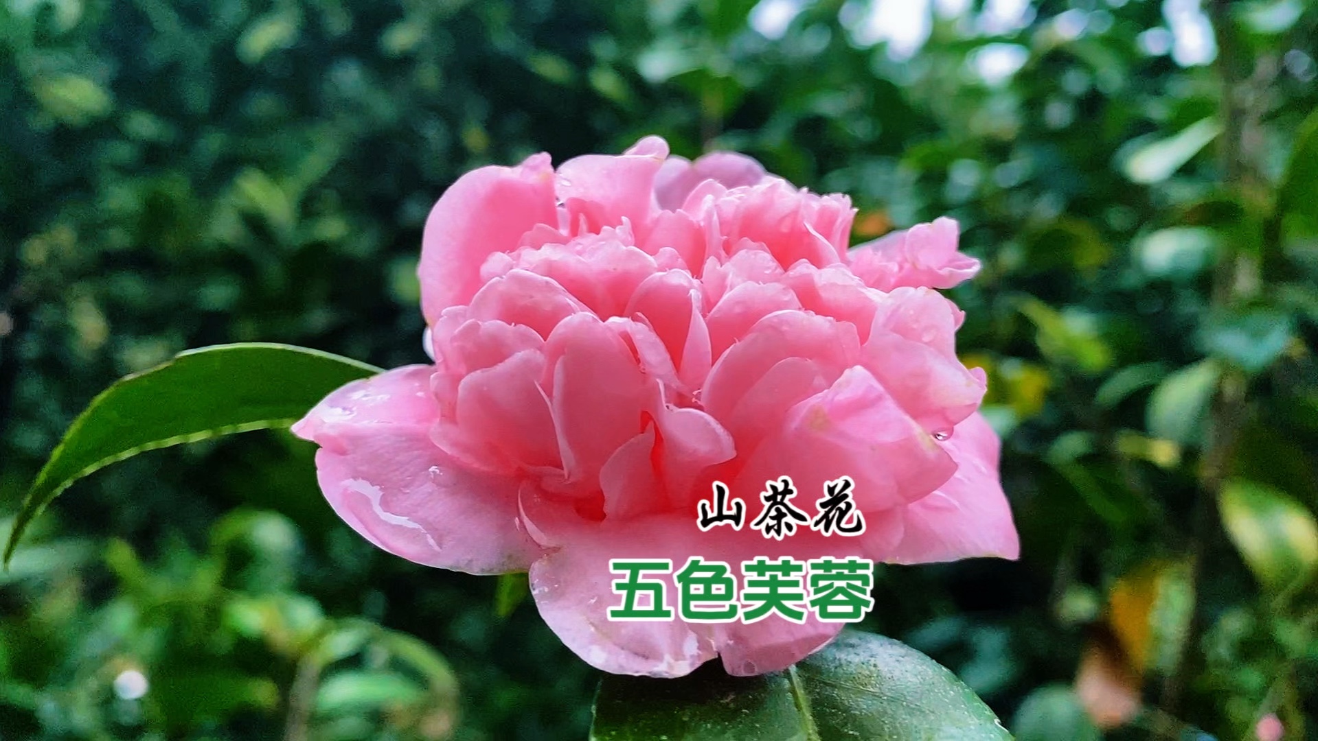 九品茶蓝芙蓉图片