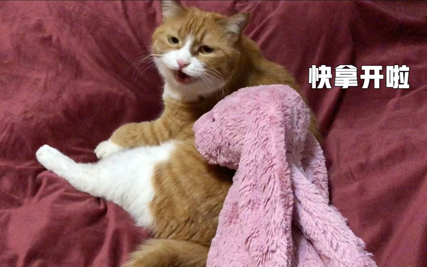 papi酱的大小咪:大小咪不喜欢兔兔,不愿意和兔兔做朋友