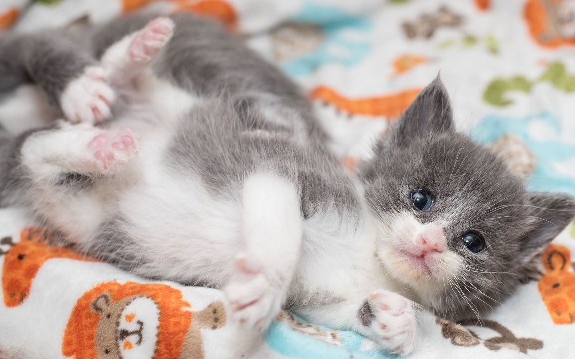 【kitten lady】极度瘦弱的小奶猫 一周后情况更新_哔哩哔哩_bilibili