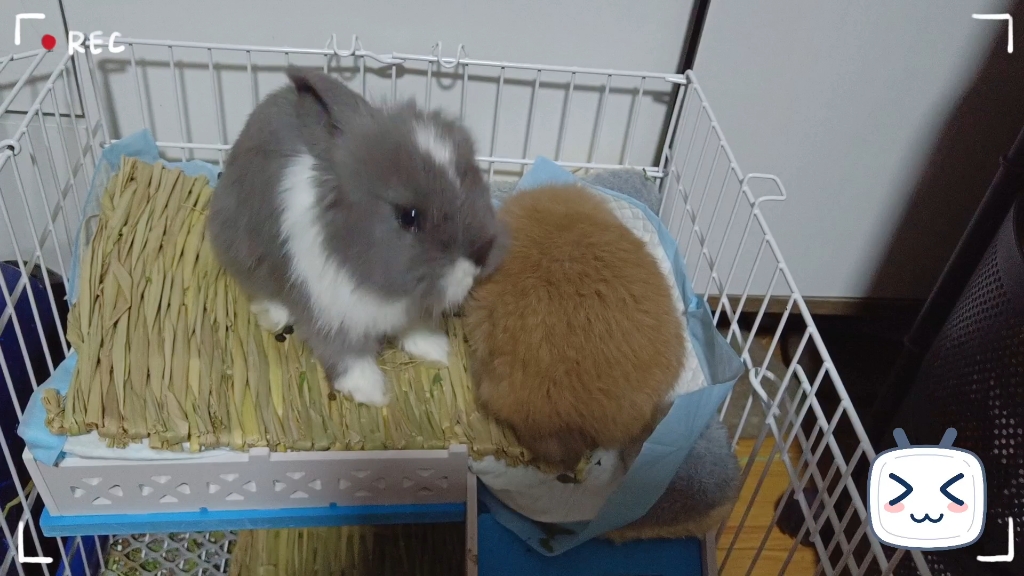 小灰灰找到了新朋友