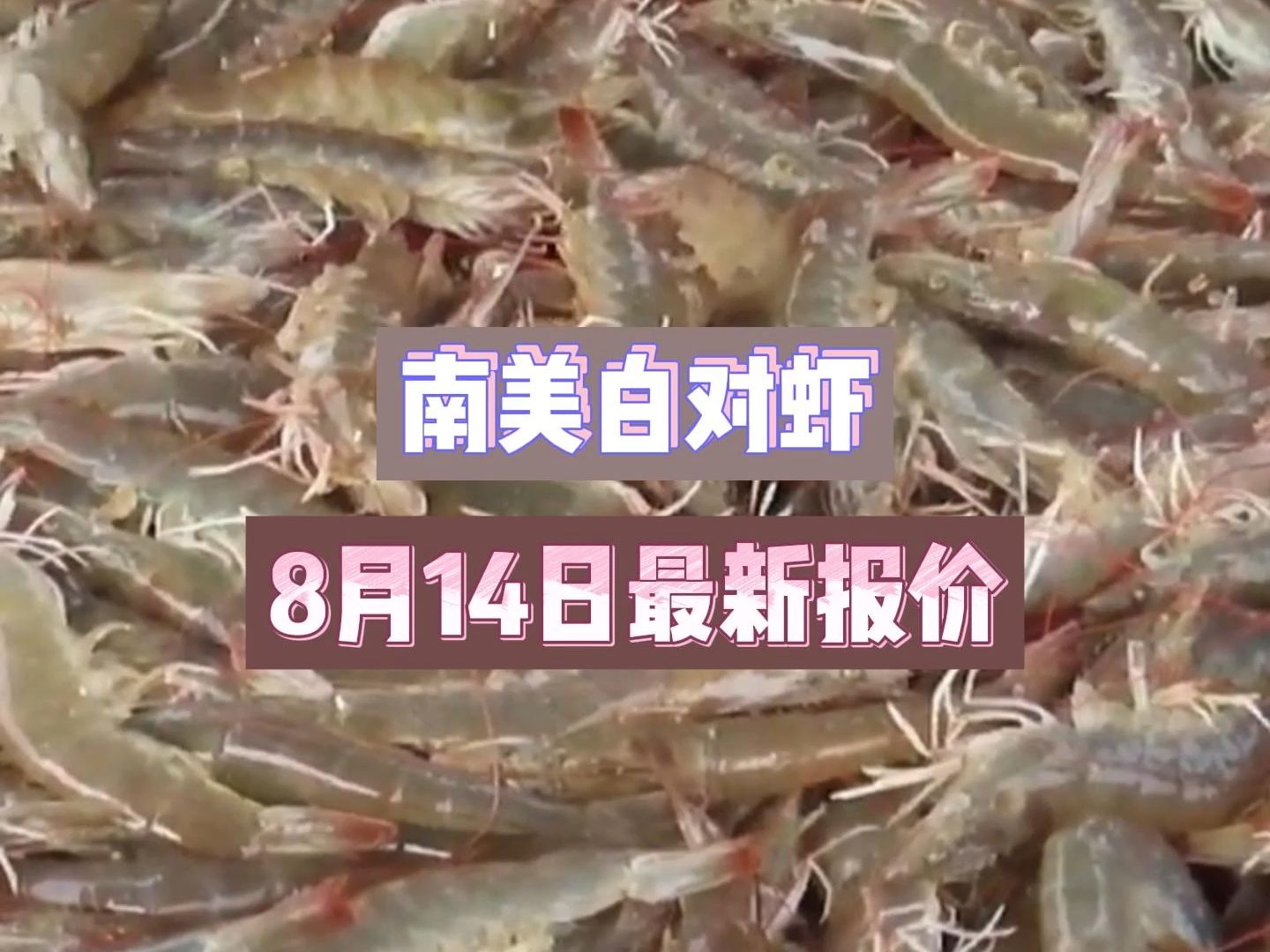 多地虾价波动,好虾有价无虾!8月14日最新虾价!