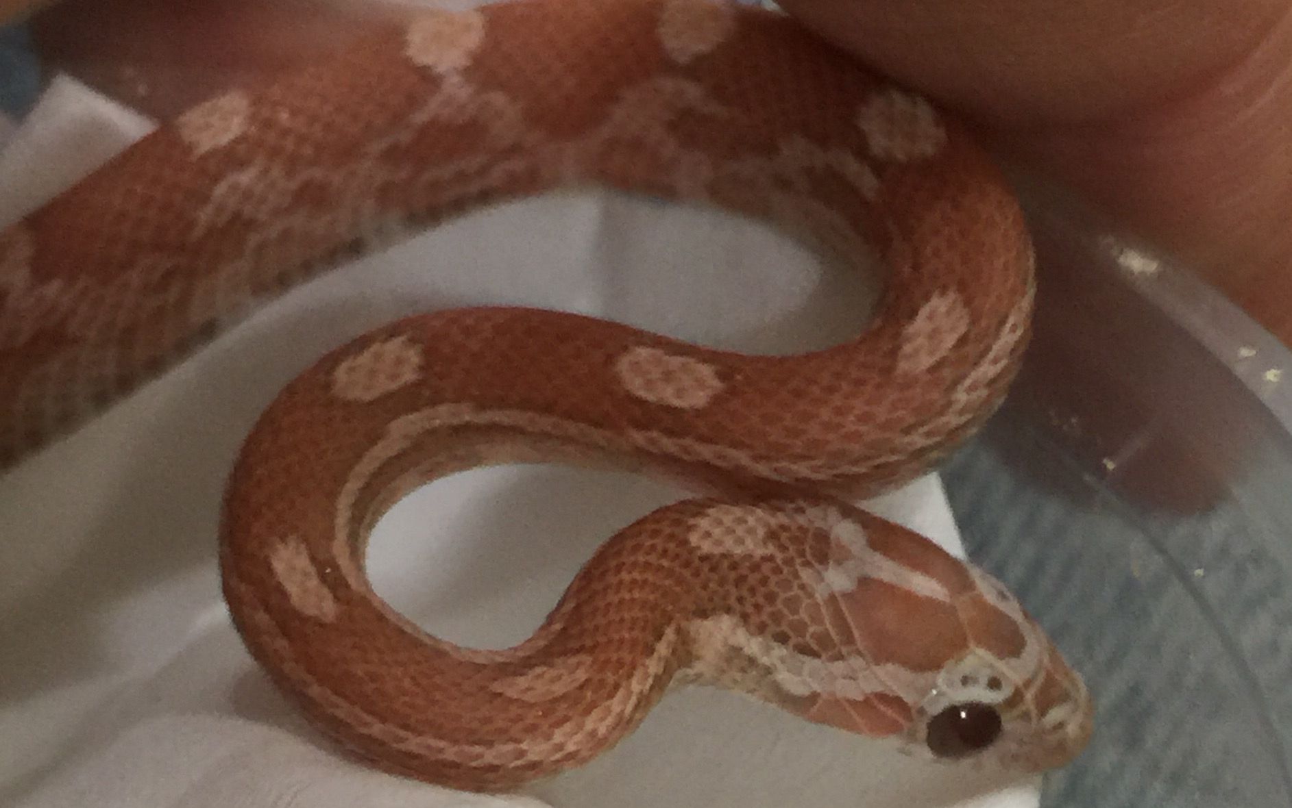 猹猹(小玉米)到家第.二次喂食.软萌!