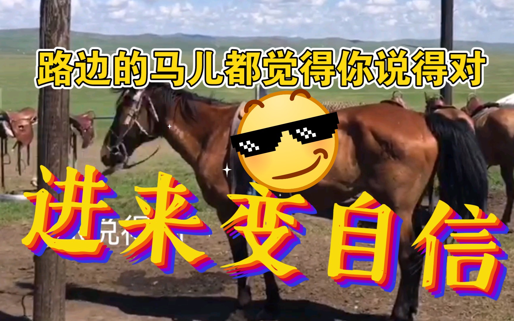 当你因为得不到认可而气馁时,进来看看马儿的认可