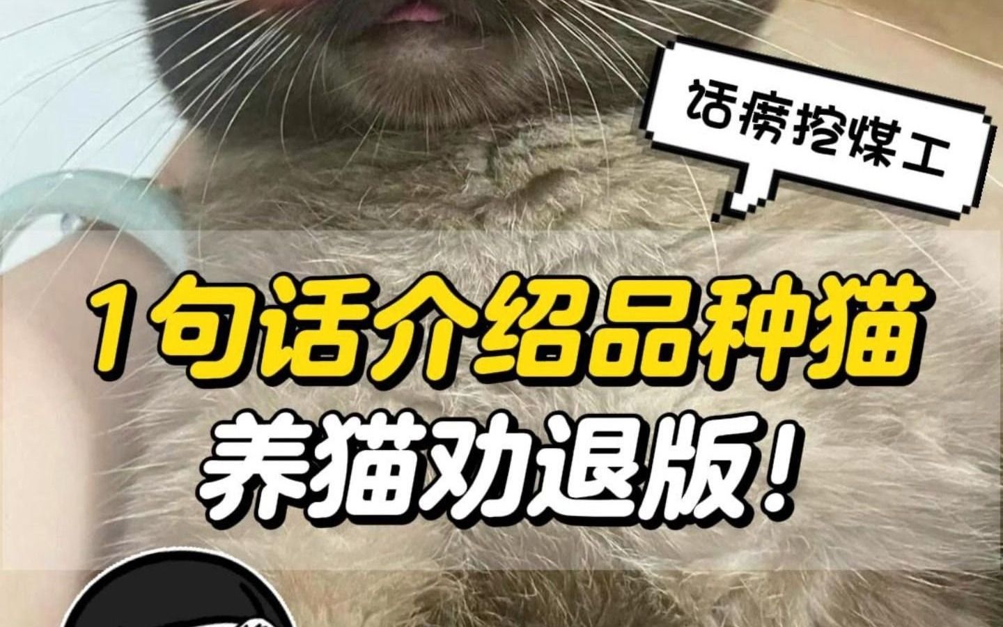 一句话介绍品种猫,看完直接打消你养猫的念头哔哩哔哩bilibili