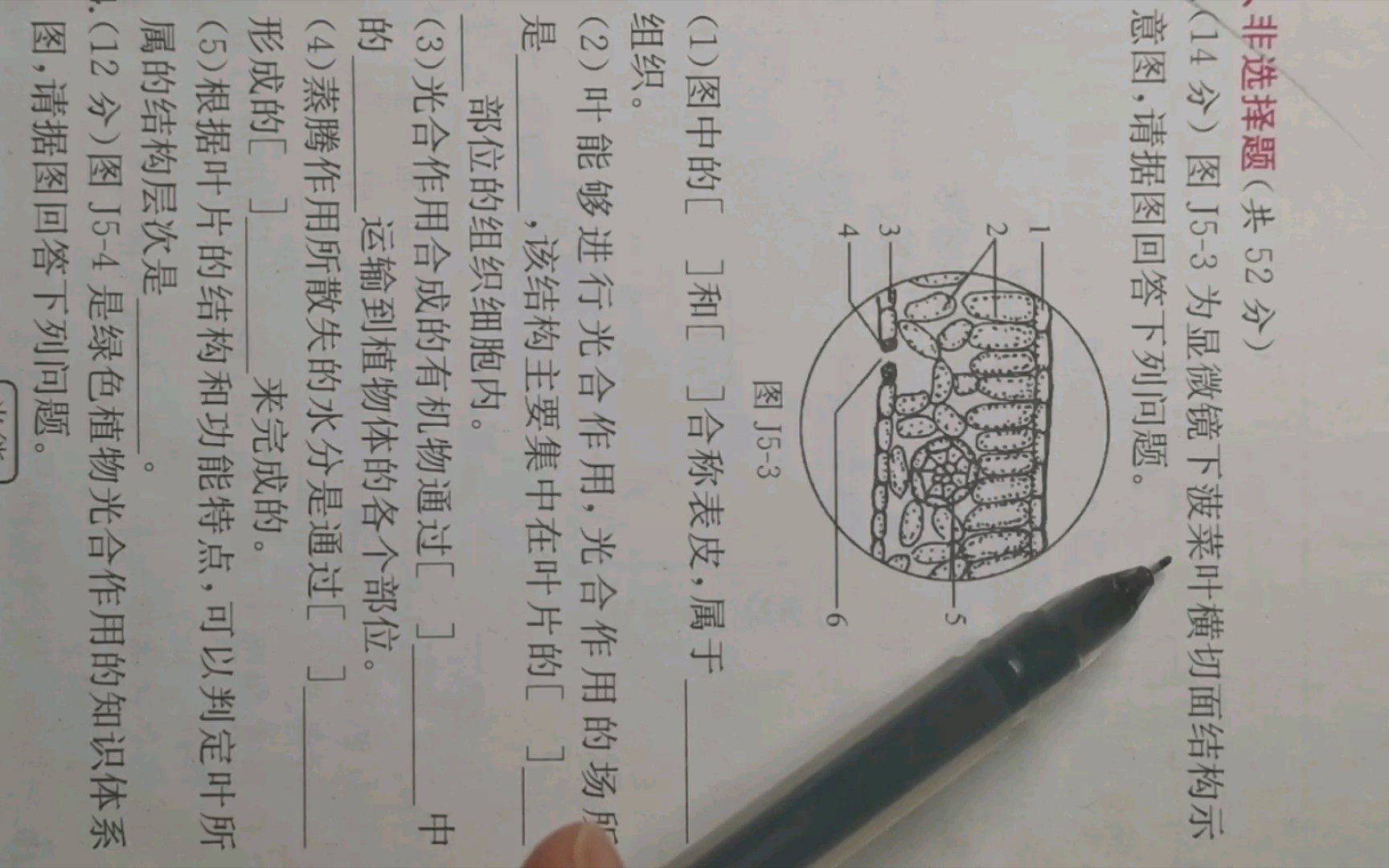 叶片的结构及各结构的功能复习(人教版初中生物七年级上册)哔哩哔哩bilibili