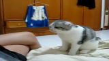 【猫咪控】吃相萌萌可爱的猫咪会握手哔哩哔哩bilibili