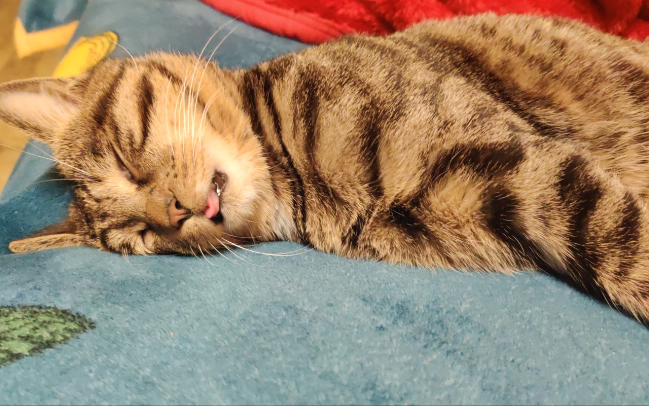 沙雕猫猫睡睡觉～吐个舌头是在卖萌吗