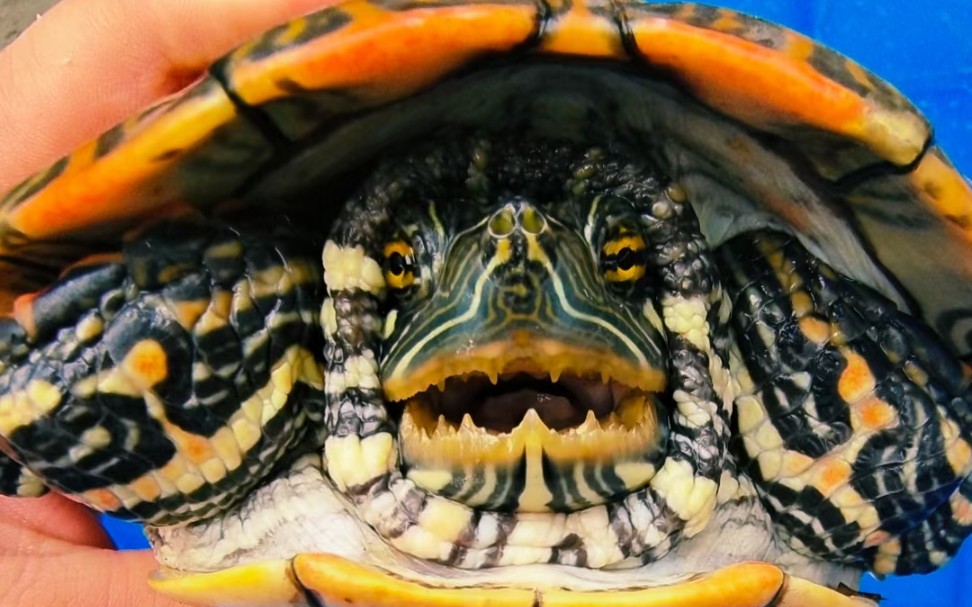 大河甜甜圈龟成体图片