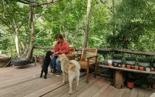 Скачать видео: 山居生活，有两只听话的流浪狗，简直是太幸福的一件事