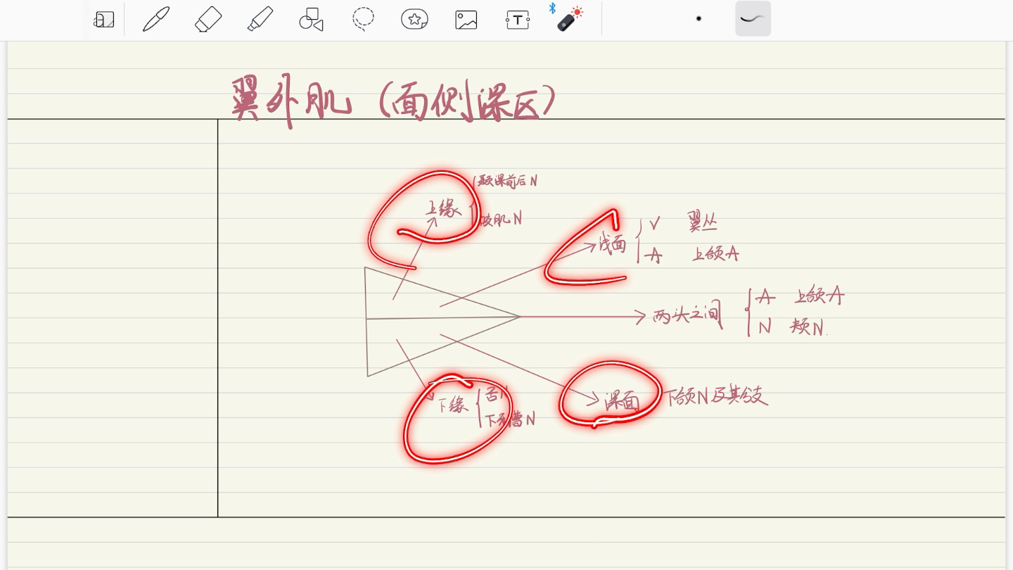 口腔颌面外科脉络手绘(自制版)—翼外肌哔哩哔哩bilibili