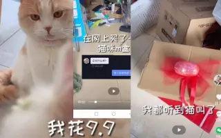 捡猫（狗）网购宠物盲盒开品种，短视频平台萌宠主播的“黑暗套路”
