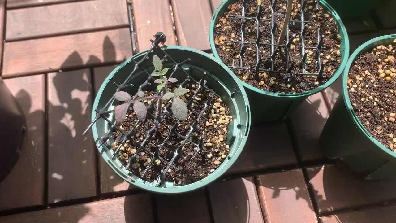 两个月前种下的番茄僵苗了只有春桃这个品