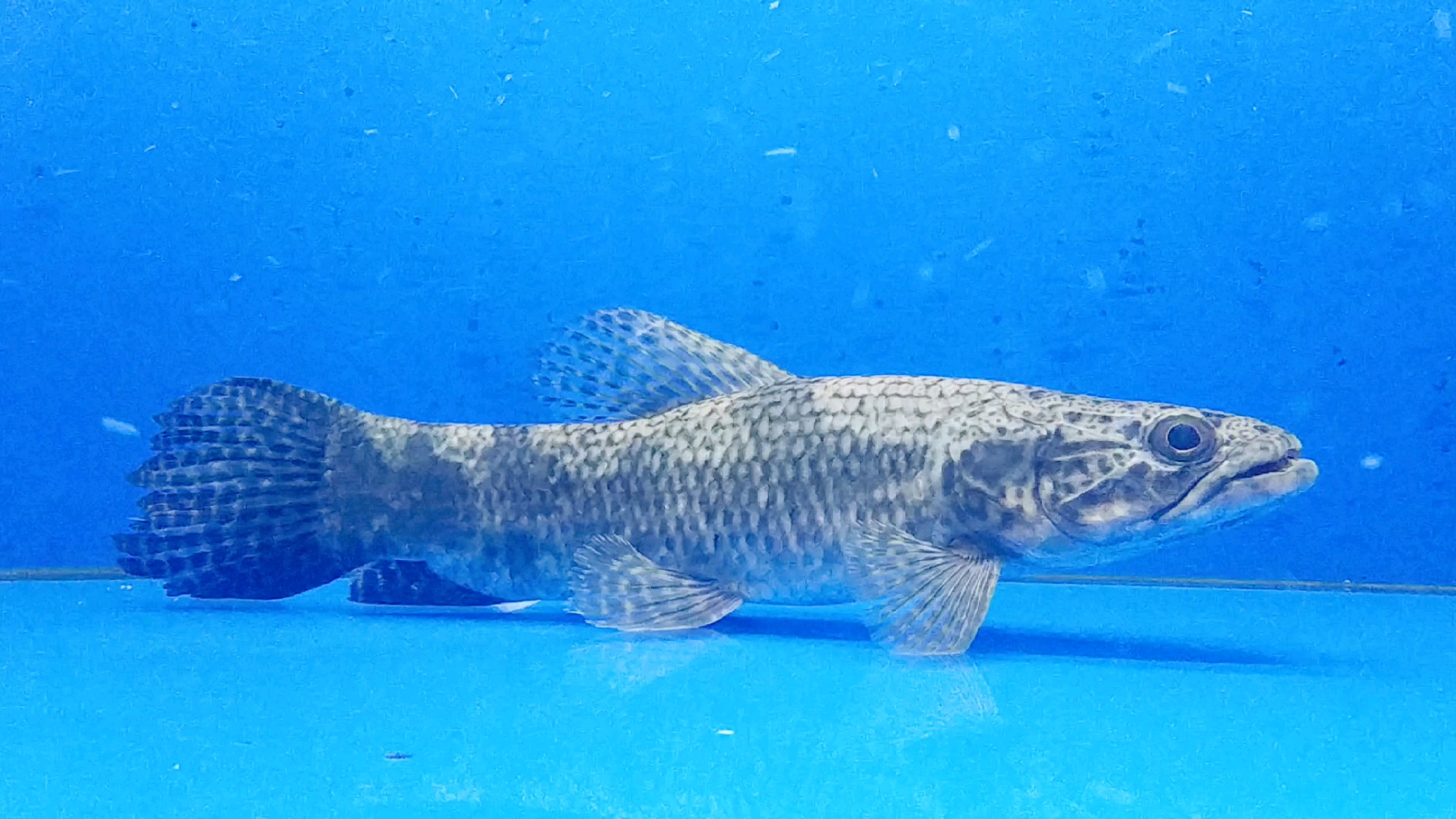 卡宴巨牙_哔哩哔哩 (゜-゜)つロ 干杯~-bilibili