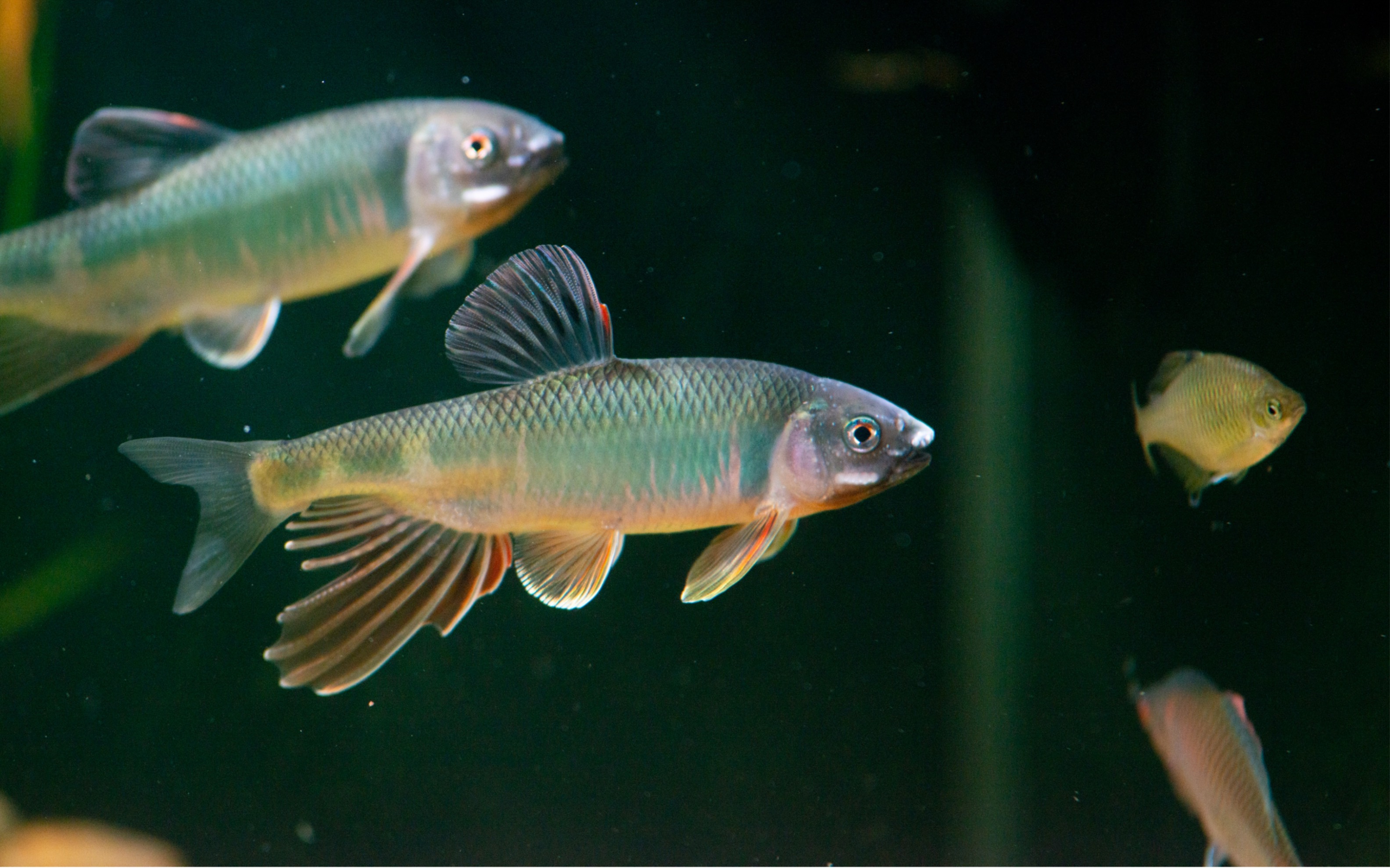 宽鳍鱲---溪流精灵_哔哩哔哩_bilibili