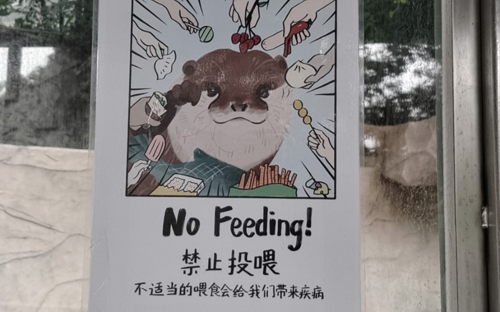 【广动水獭】小獭不要乱吃投喂啊
