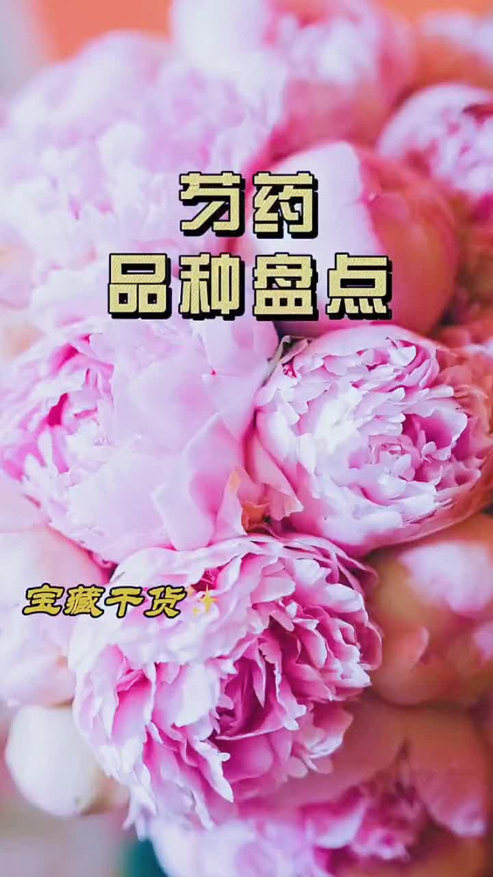 [图]芍药品种盘点