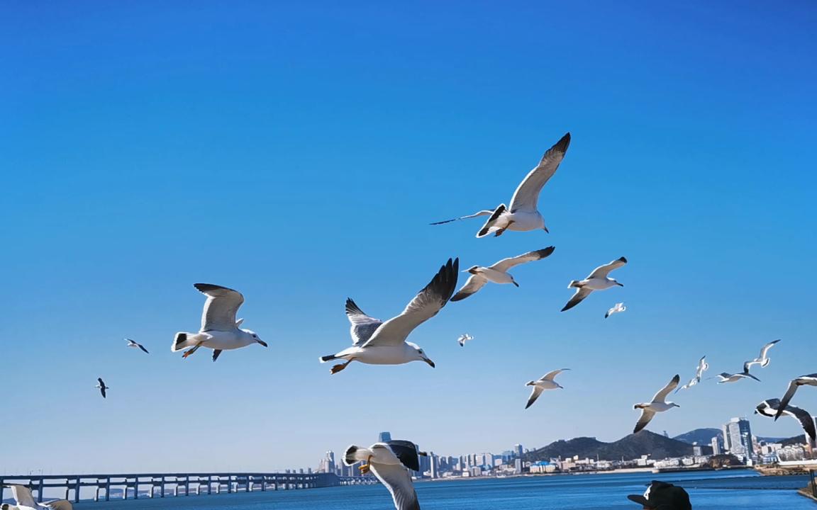 大连星海广场的海鸥 - 快乐放松版