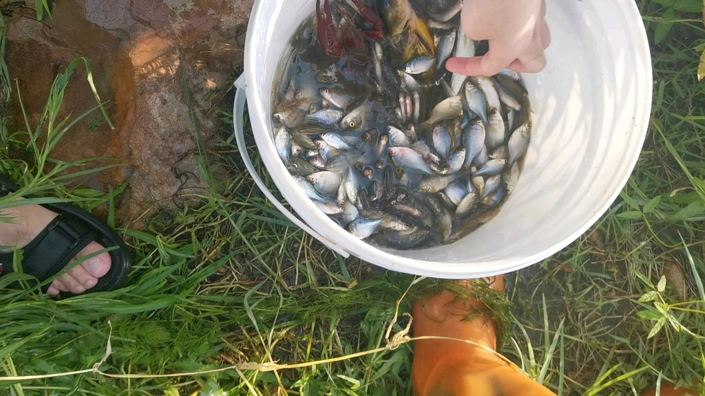 小时候有过的抓鱼摸虾