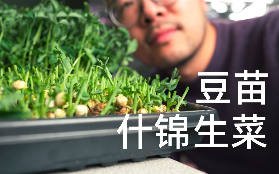 收豆苗和baby生菜啦,室内种植 | Pea Shoots And Baby Salad Mix in 10 to 15 Days哔哩哔哩bilibili