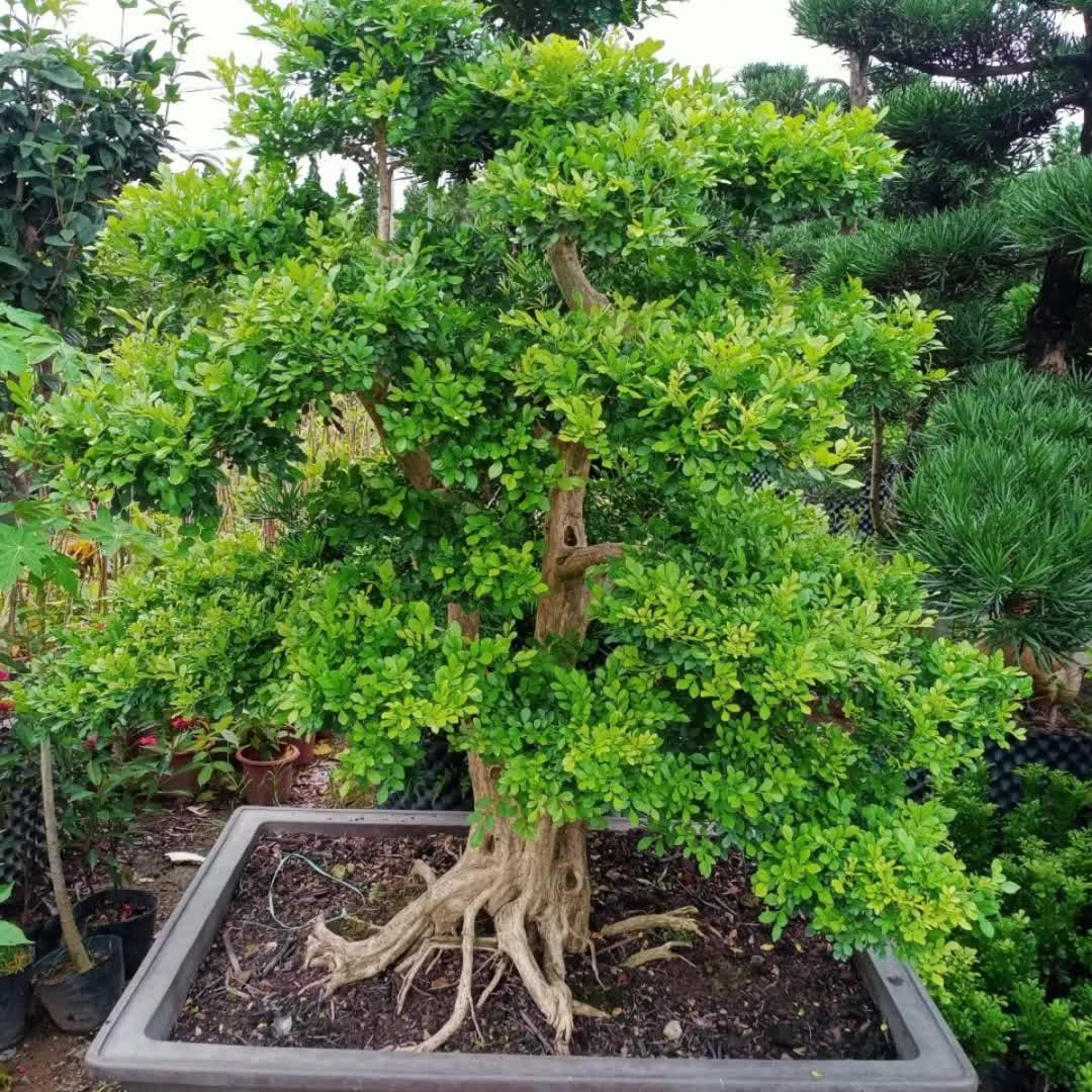 【11元券】室内阳台室外绿植盆栽九里香苗瑞香花苗驱蚊植物花卉盆栽
