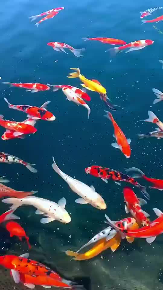 日常迷信,转开运锦鲤,新的一周好运不断,一定会收到一个盼望已久的好