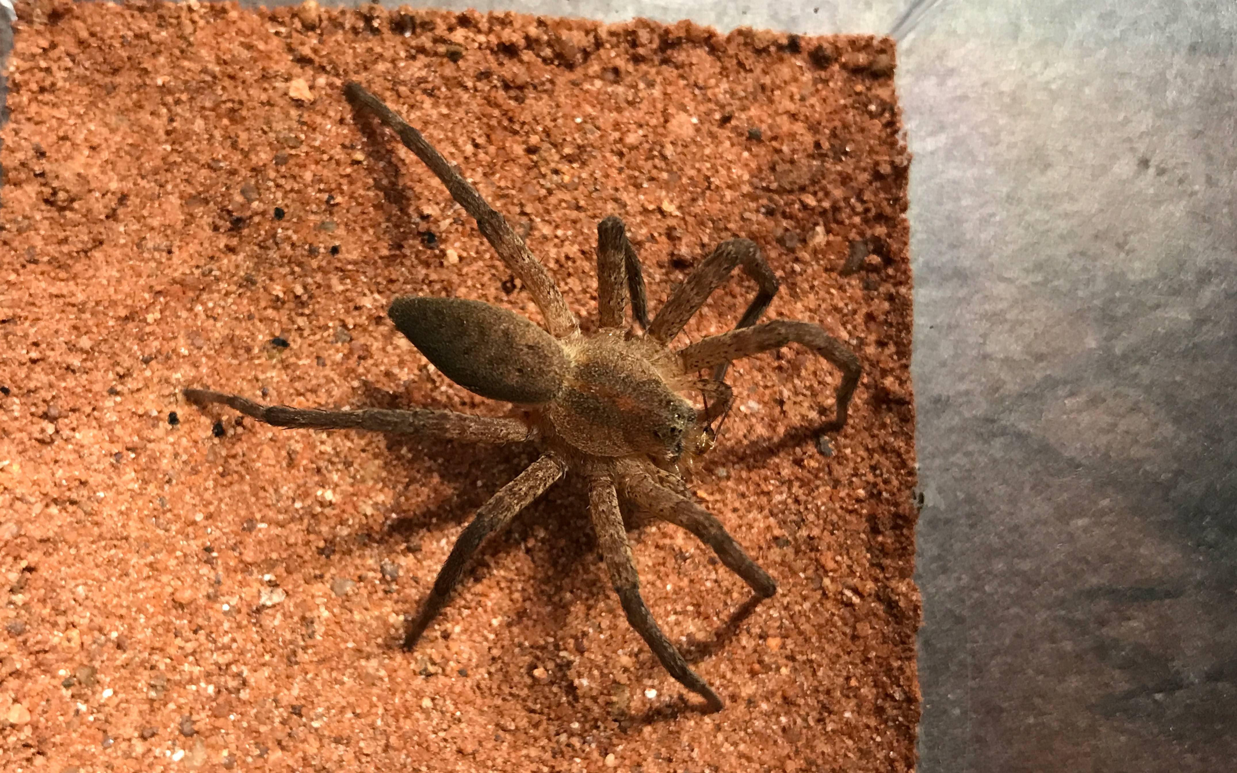 【赤条狡蛛】扑杀樱桃蟑螂_哔哩哔哩 (゜-゜)つロ 干杯~-bilibili